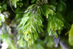 Hymenophyllum cupressiforme. Frond showing toothed margins on the lamina segments and the rachis winged throughout. 
 Image: L.R. Perrie © Te Papa 2005 CC BY-NC 3.0 NZ